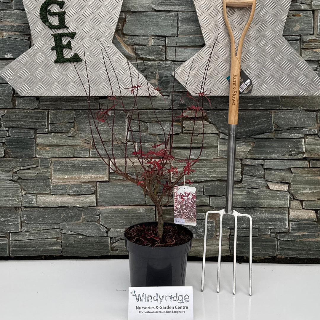 Acer pal. Pevé Dave P26