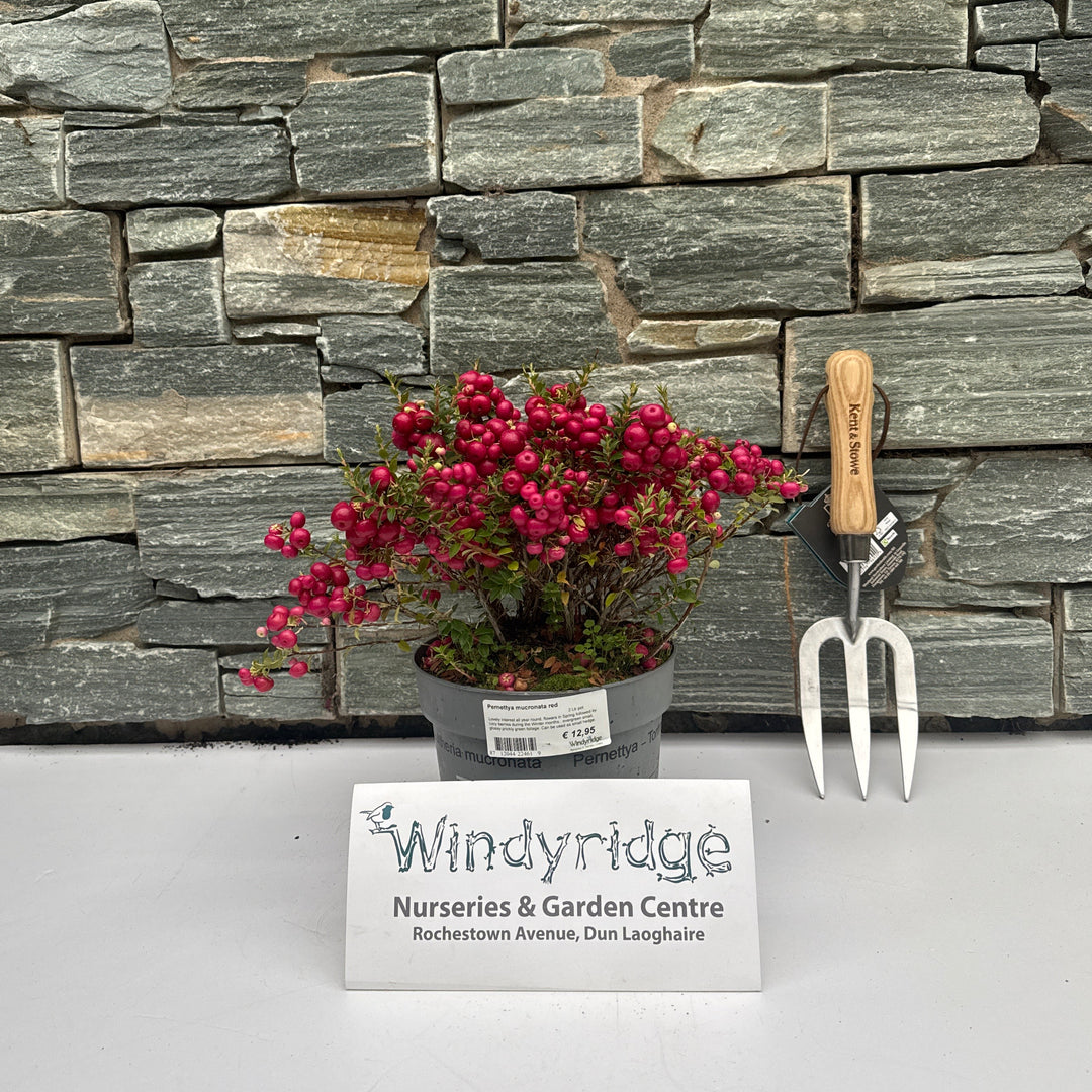 Pernettya mucronata red  2 Ltr pot