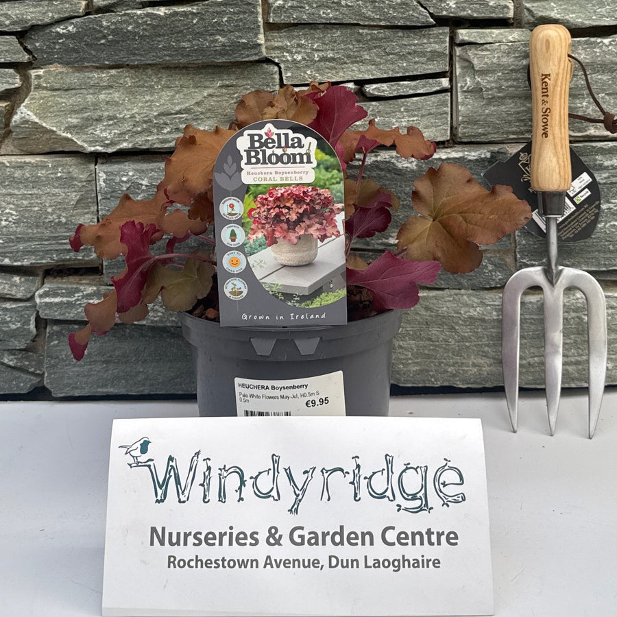 Heuchera Boysenberry - Herbaceous - Windyridge Garden Centre