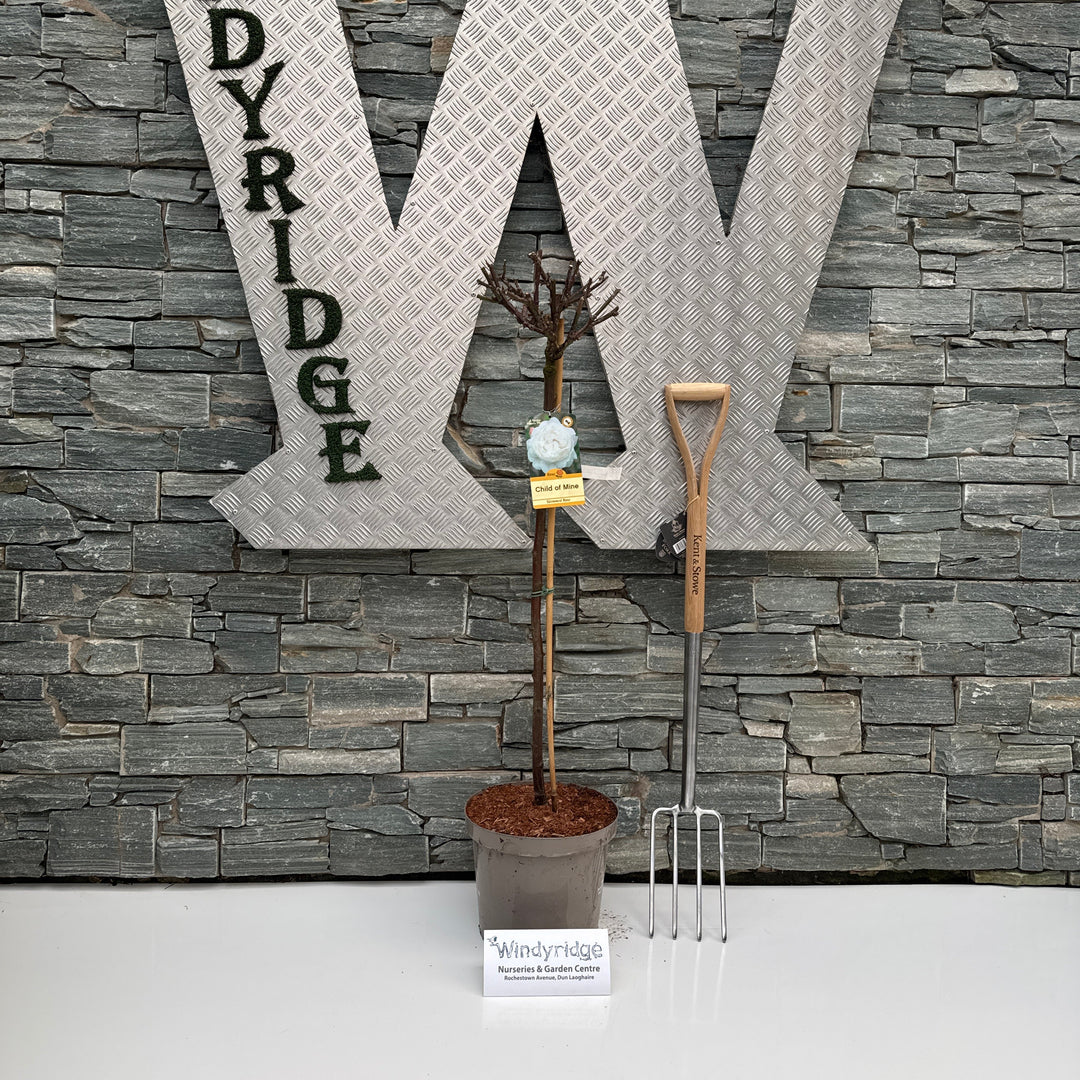 ROSA CHILD OF MINE Half Standard