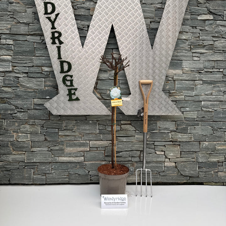 ROSA CHILD OF MINE Half Standard