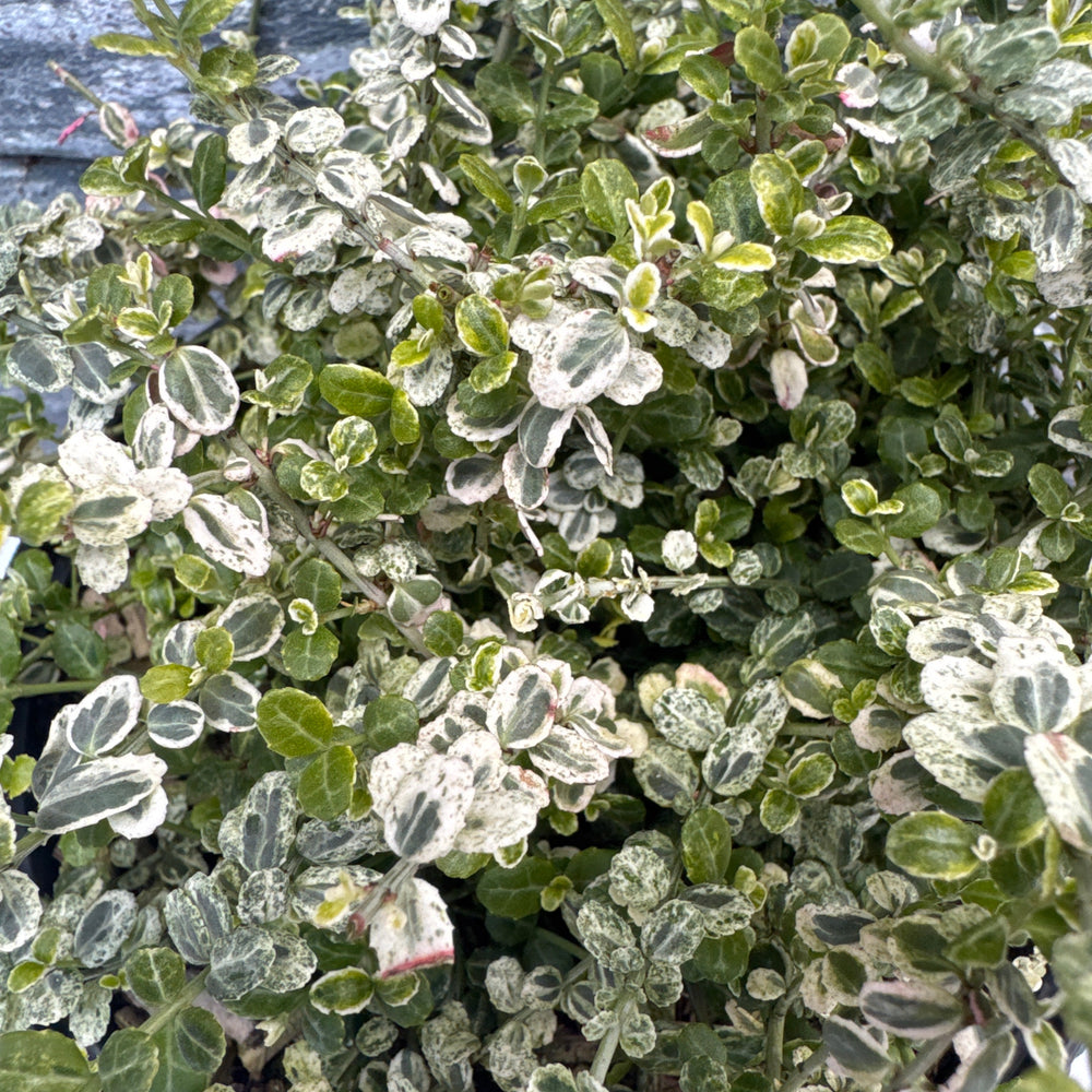 Euonymus Fort. Silver Carpet - Shrubs - Windyridge Garden Centre