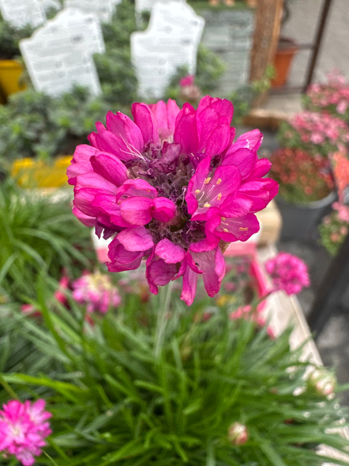 Armeria maritima splendens (pink)