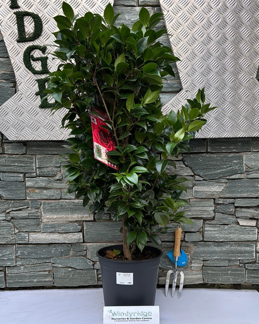 Camellia Jap. Black Lace - Shrubs - Windyridge Garden Centre
