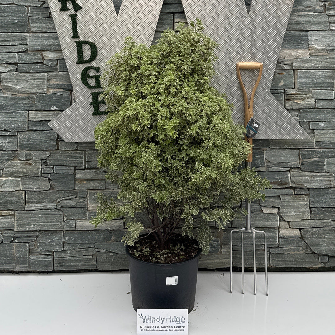 Pittosporum ten. 'Variegatum' 80-100 cm. C20