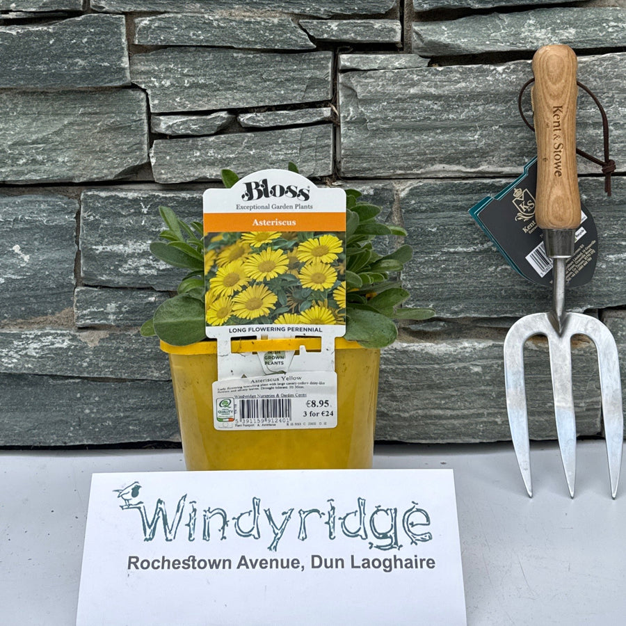 Asteriscus Yellow 2L - Herbaceous - Windyridge Garden Centre
