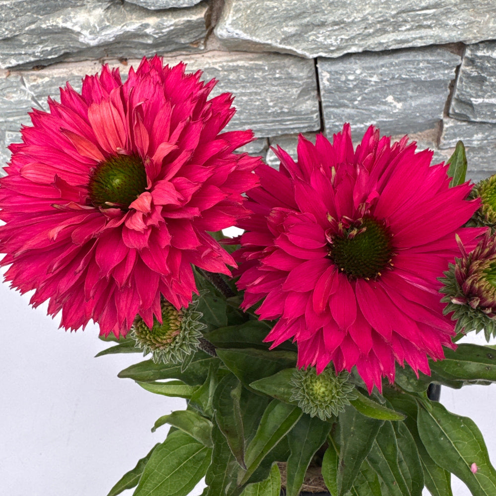 Echinacea Sunseekers Sweet Fuchsia 2Ltr Pot - Herbaceous - Windyridge Garden Centre