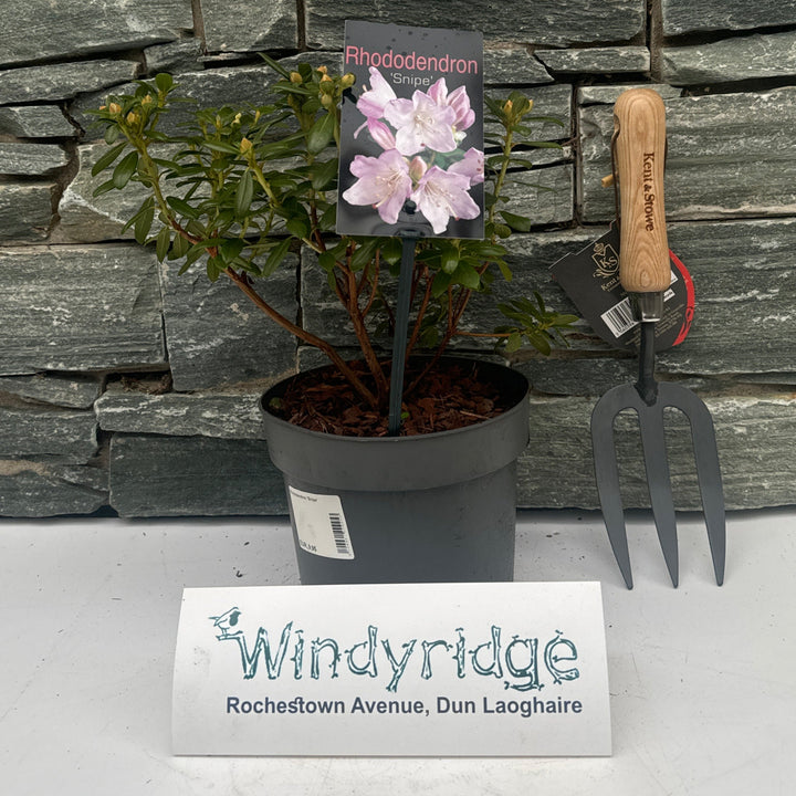 Rhododendron Snipe