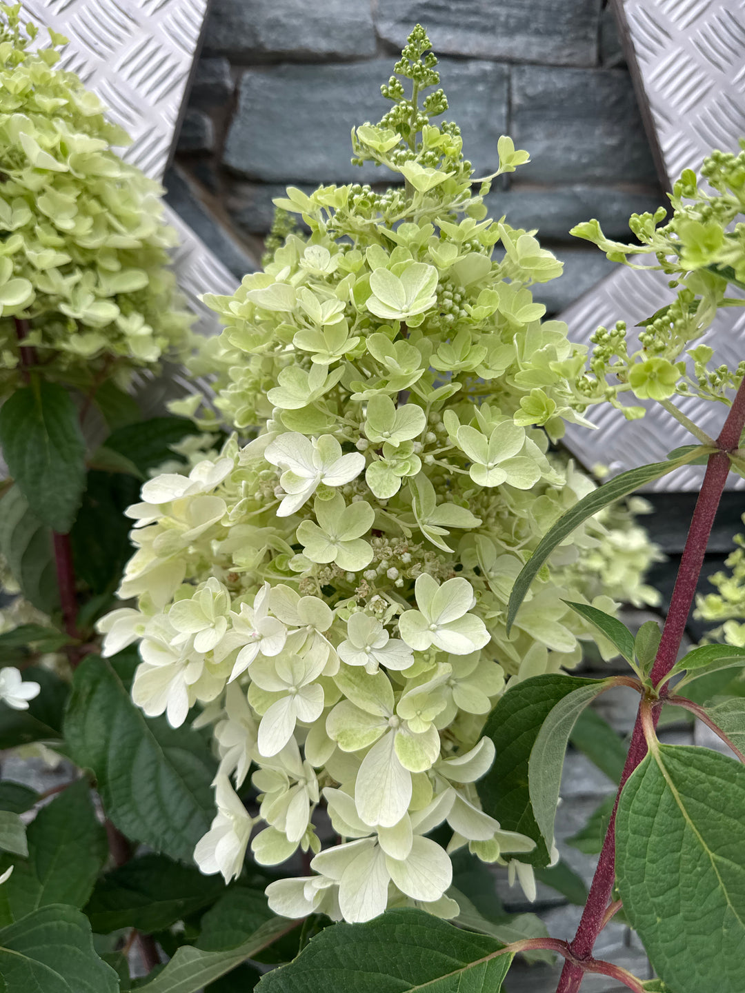 HYDRANGEA PAN. PINKY WINKY