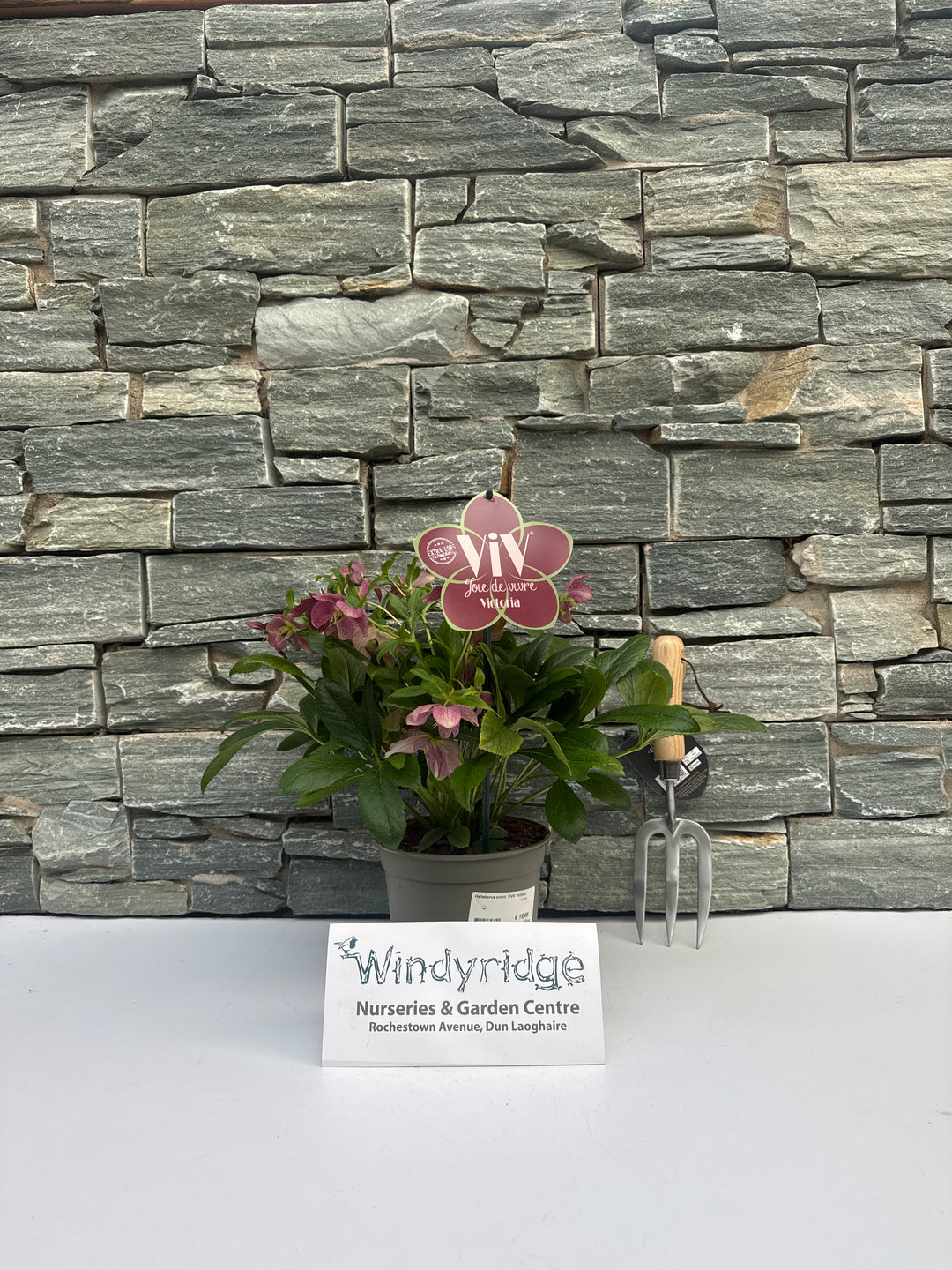 Helleborus orient. ViV Victoria  2 Ltr pot