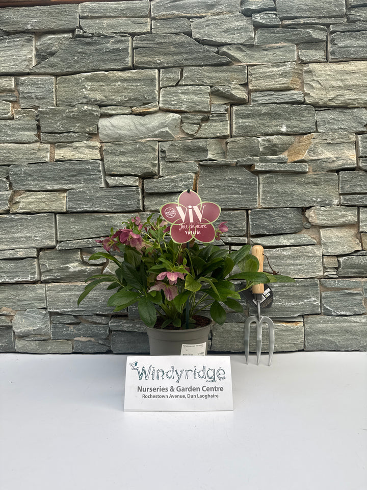 Helleborus orient. ViV Victoria  2 Ltr pot