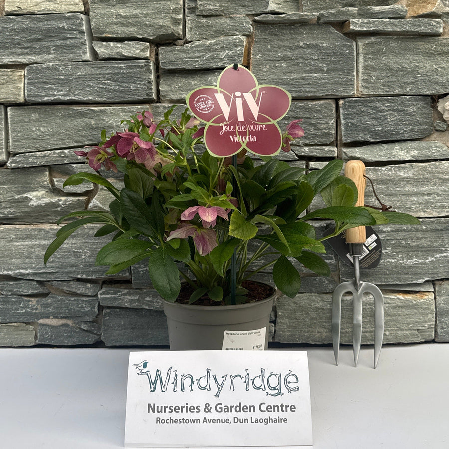 Helleborus Orient. Viv Victoria  2 Ltr Pot - Herbaceous - Windyridge Garden Centre