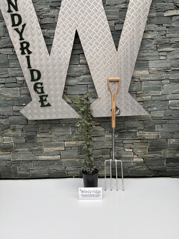 Hedera Kolibri 3ltr pots