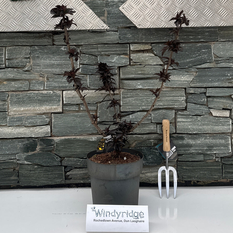 Sambucus Nigra 'Black Tower' C6 - Shrubs - Windyridge Garden Centre