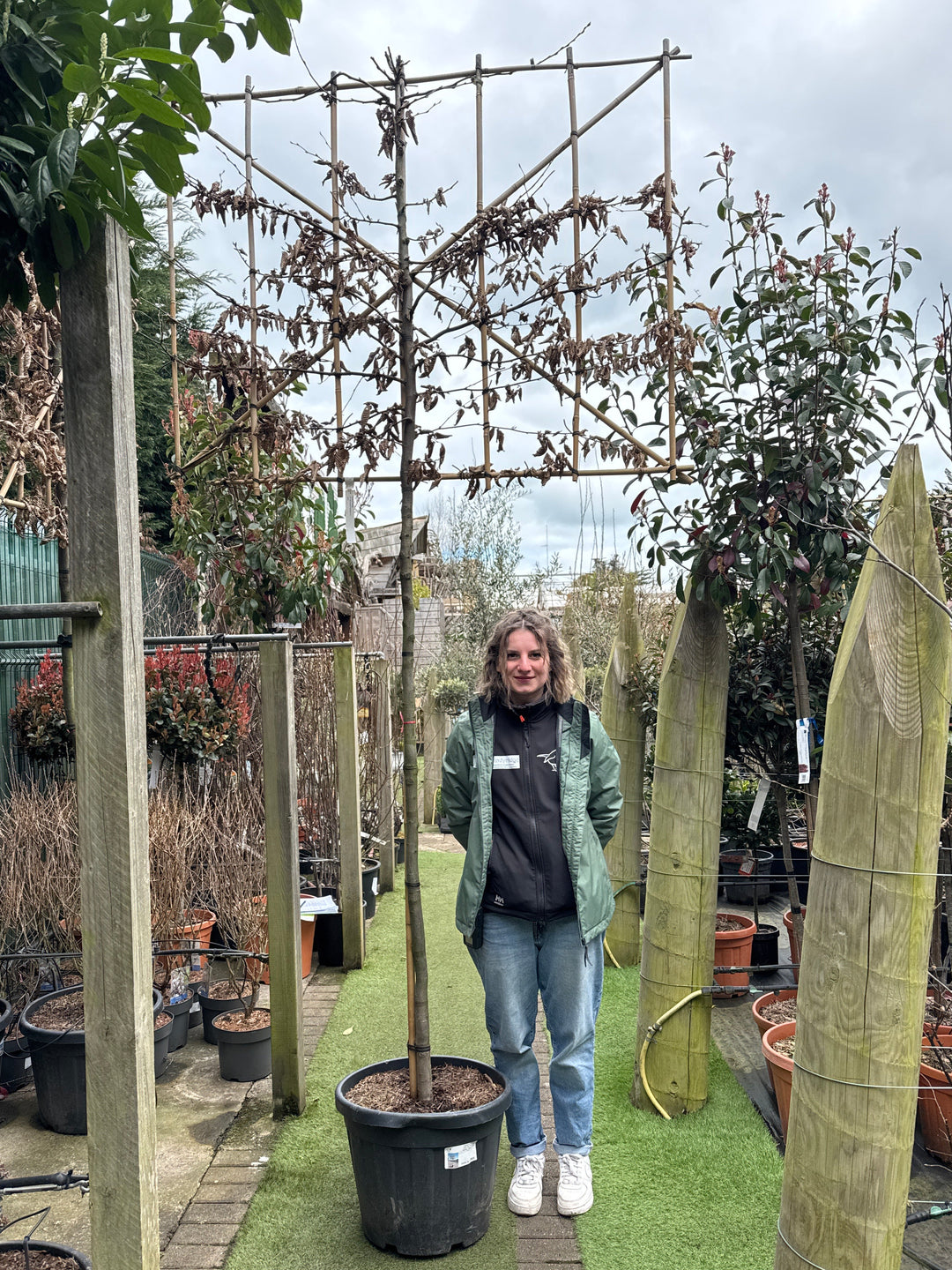 Carpinus betulus C45 HS Pleached 12/14  180cm stem 150x120