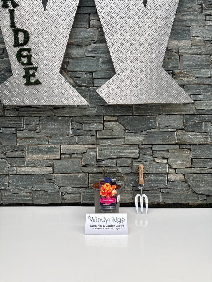 ROSA PRECIOUS AMBER Floribunda