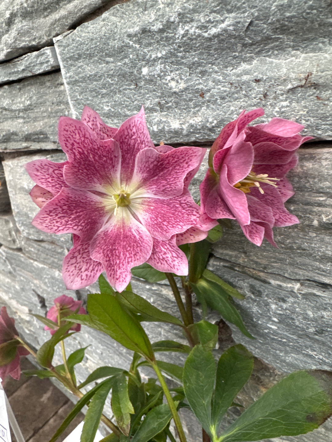 Helleborus orientalis mix  P12