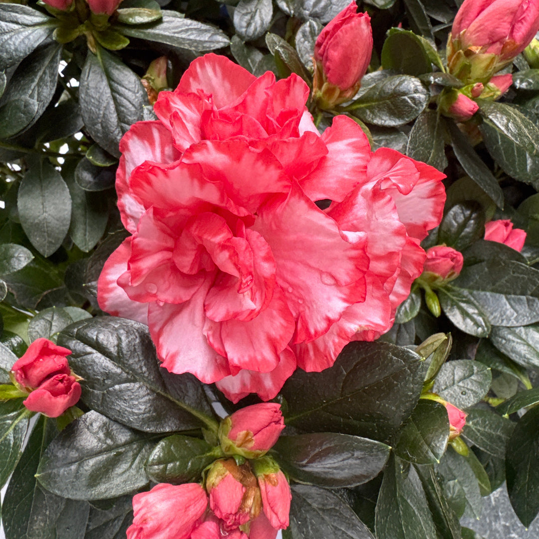 Azalea Hortinno Christine Magic