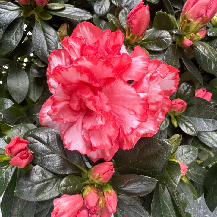 Azalea Hortinno Christine Magic