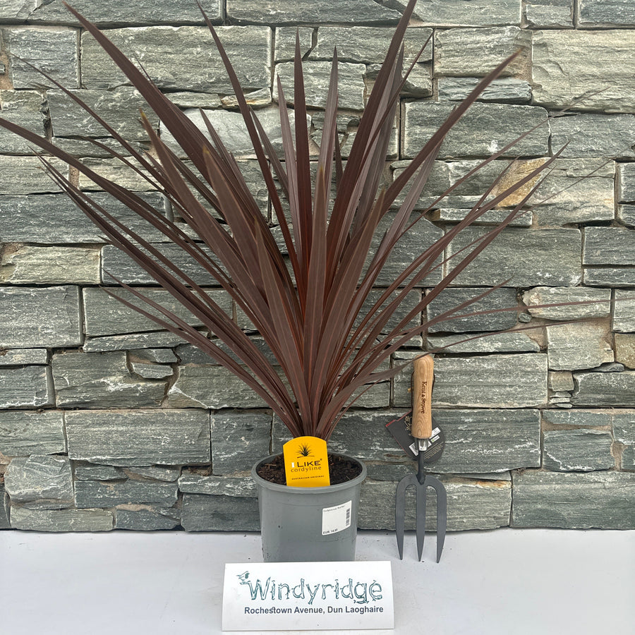 Cordyline Aus. Red Star - Herbaceous - Windyridge Garden Centre