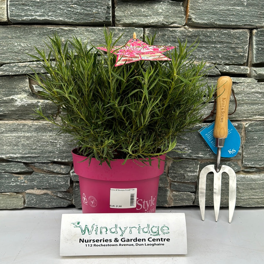 Azalea Starstyle Pink - Shrubs - Windyridge Garden Centre