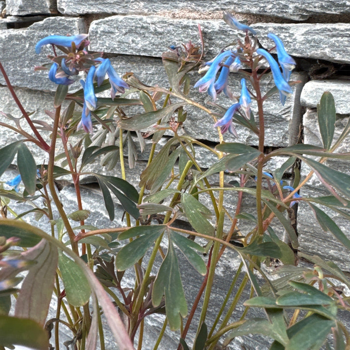Corydalis Porcelain Blue