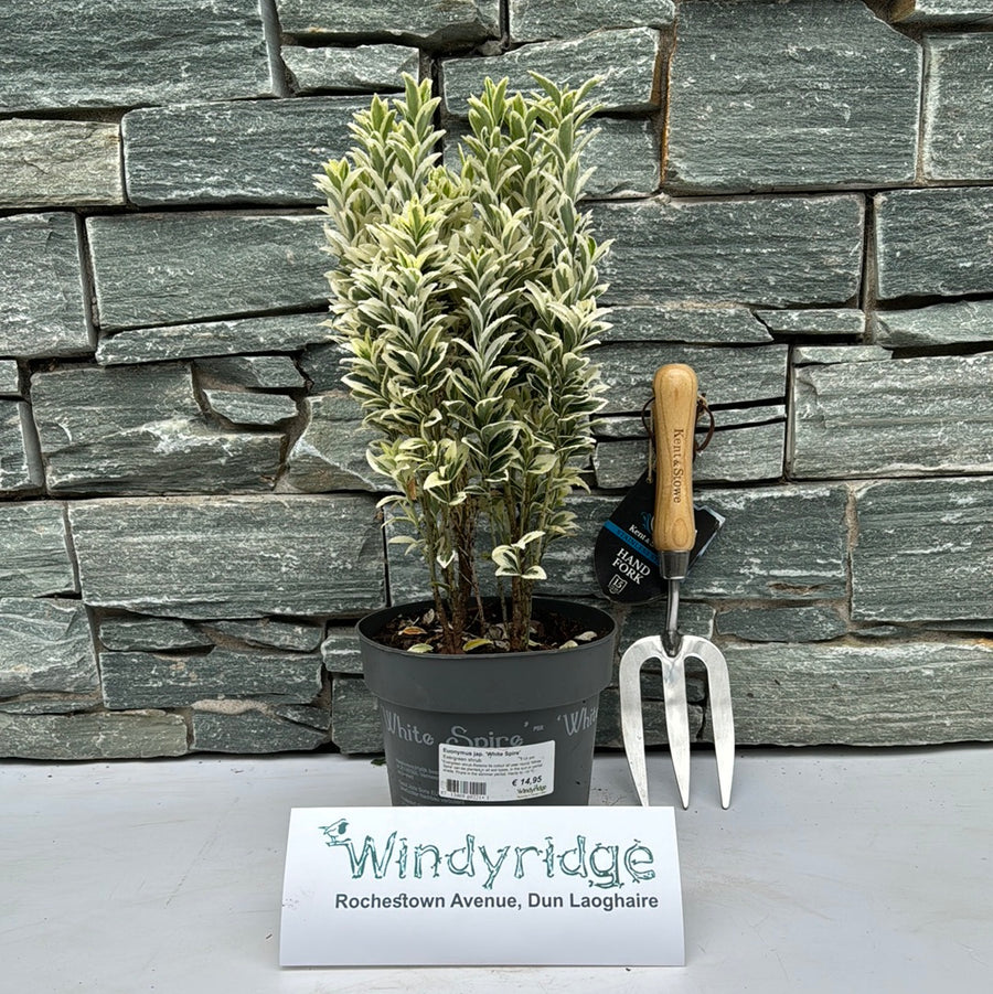 Euonymus Jap. 'White Spire' 2 Ltr Pot - Shrubs - Windyridge Garden Centre