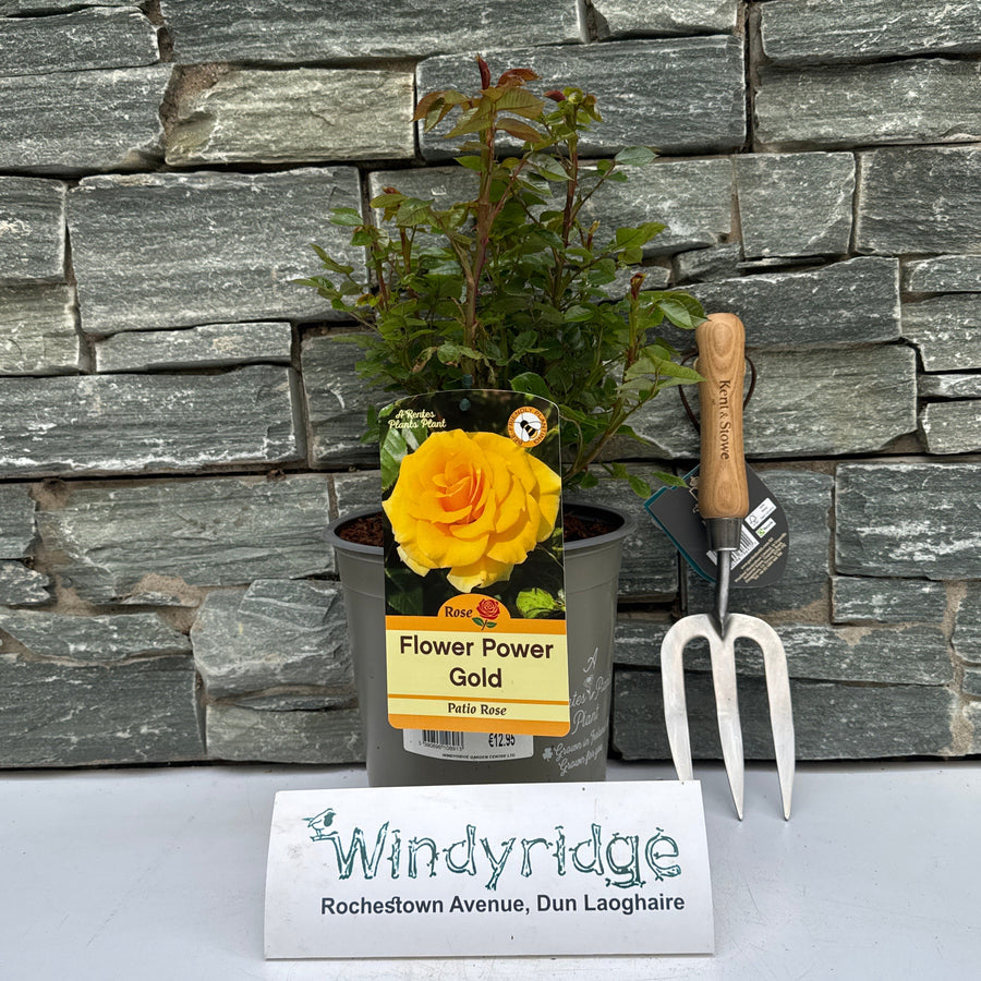 Rosa Flower Power Gold - Roses - Windyridge Garden Centre