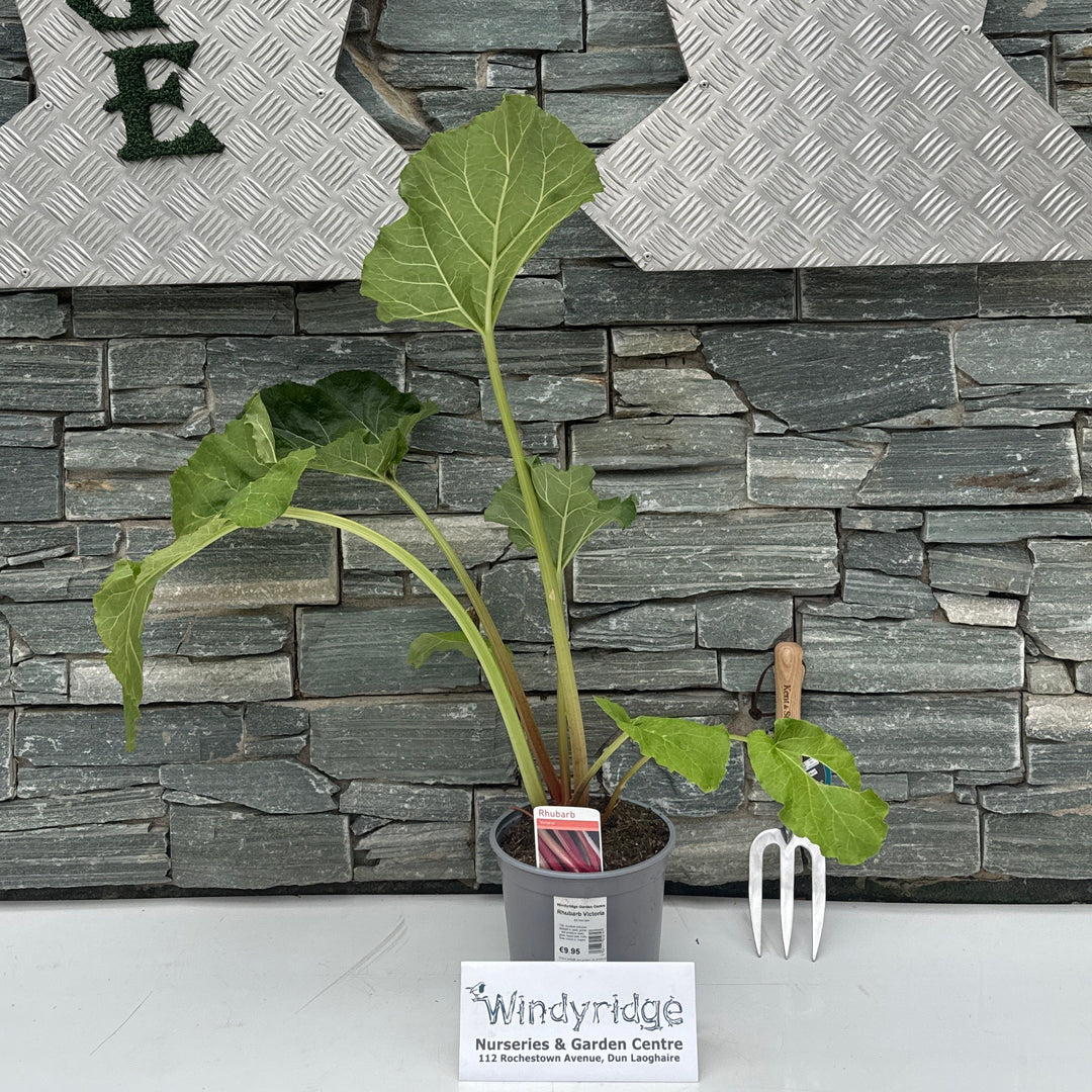 Rhubarb Victoria