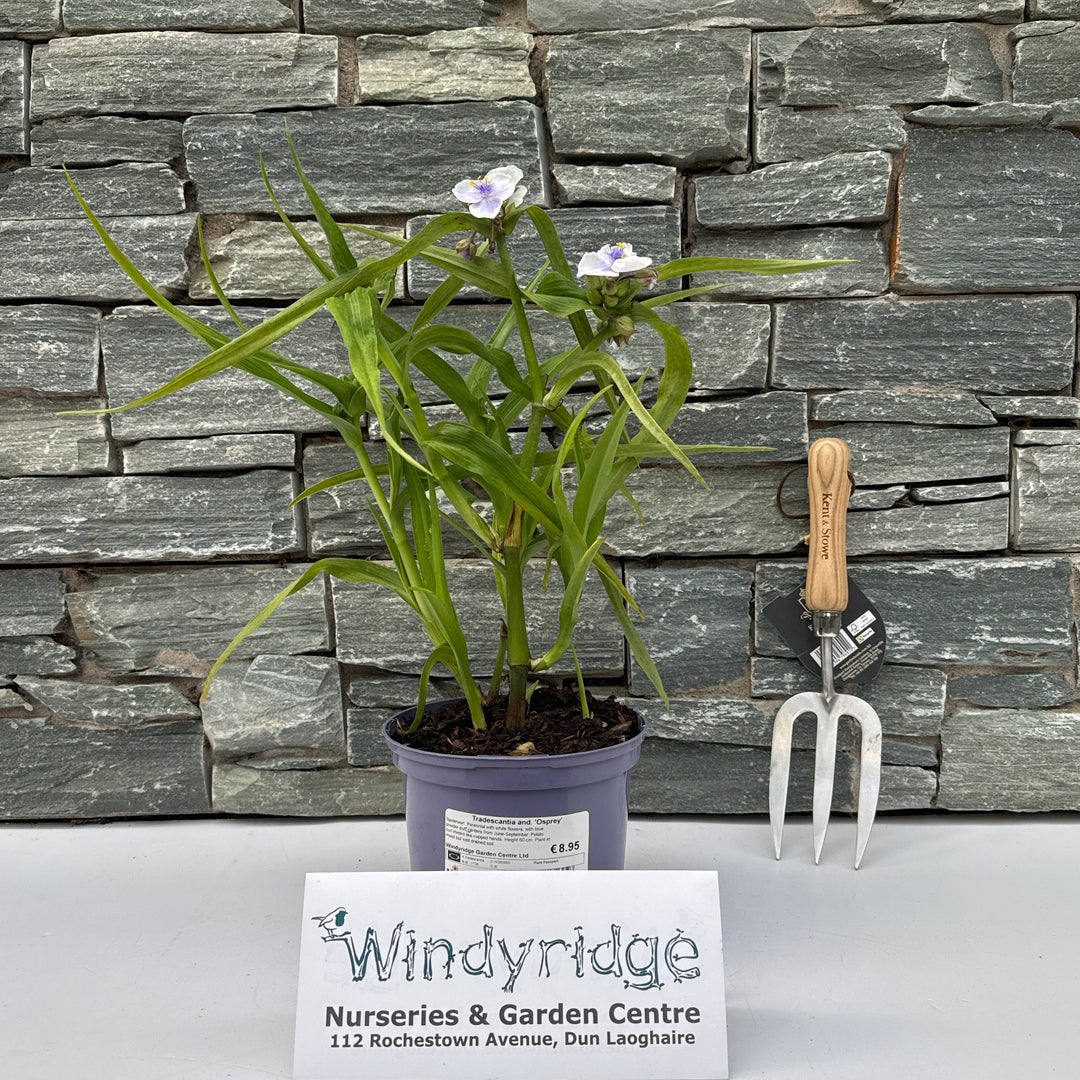 Tradescantia and. Osprey