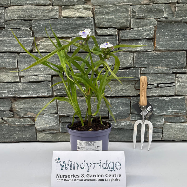 Tradescantia and. Osprey
