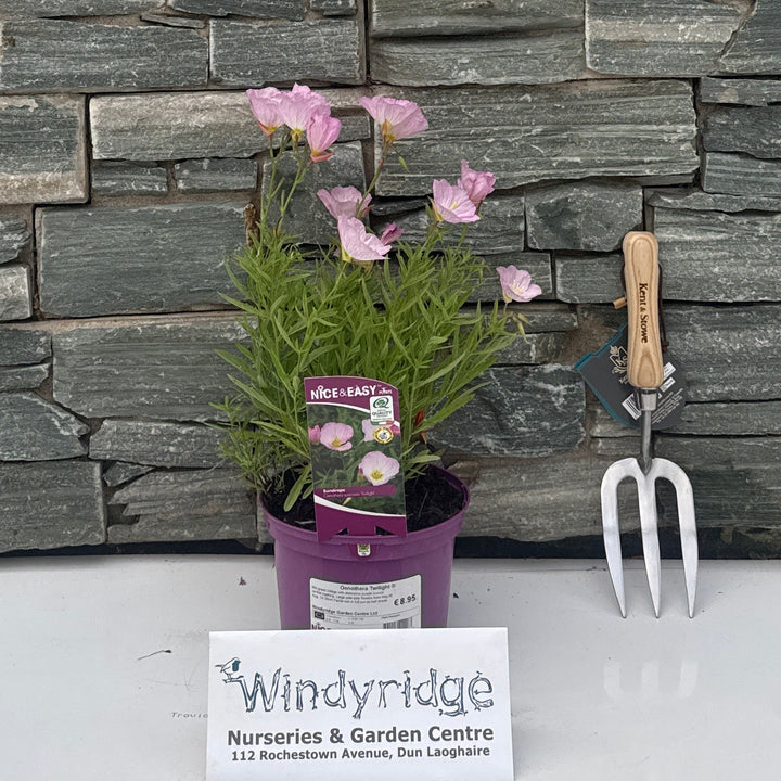 Oenothera Twilight
