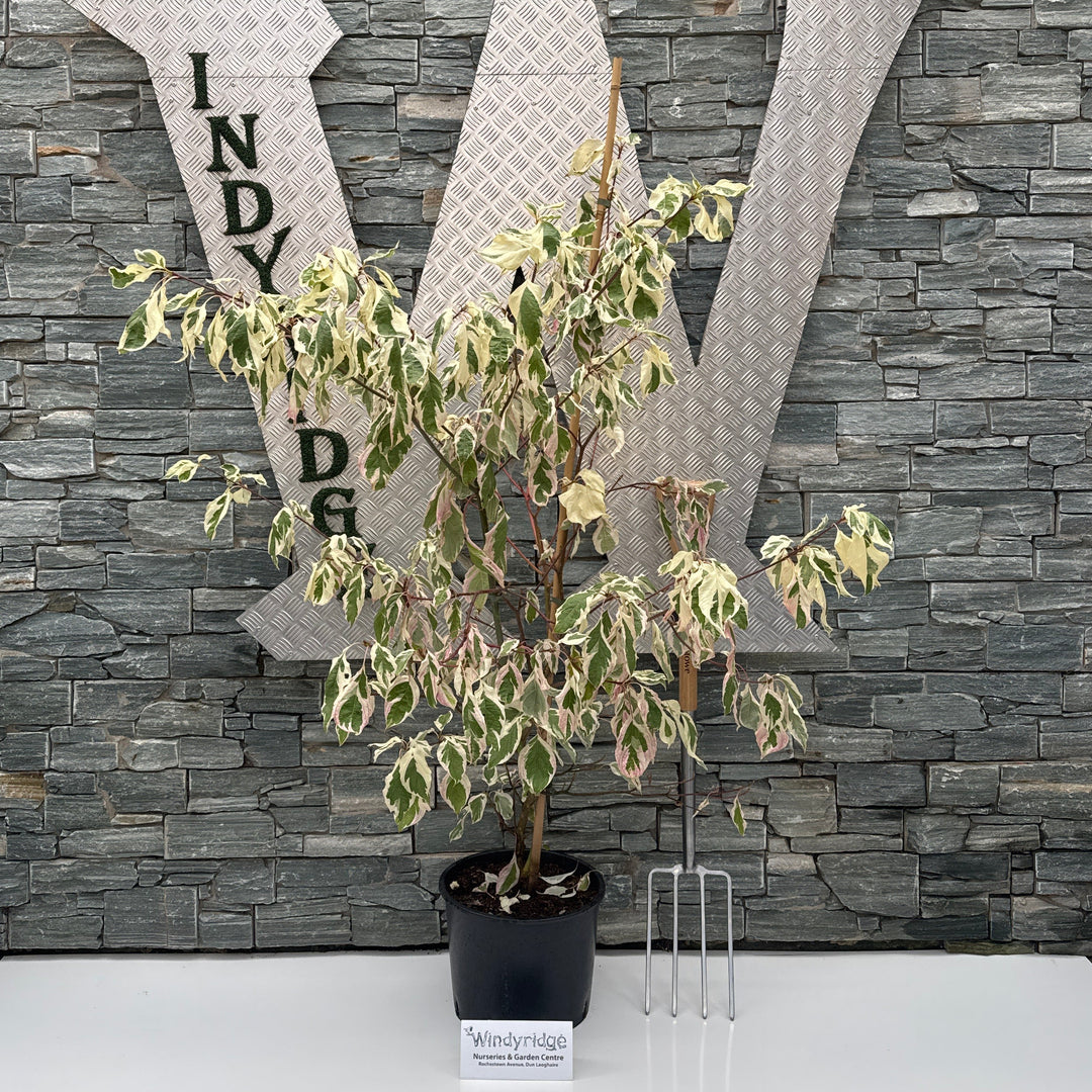 Cornus Variegata125/150cm  P36