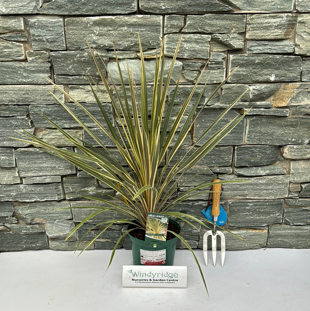 Cordyline australis Torbay Dazzler