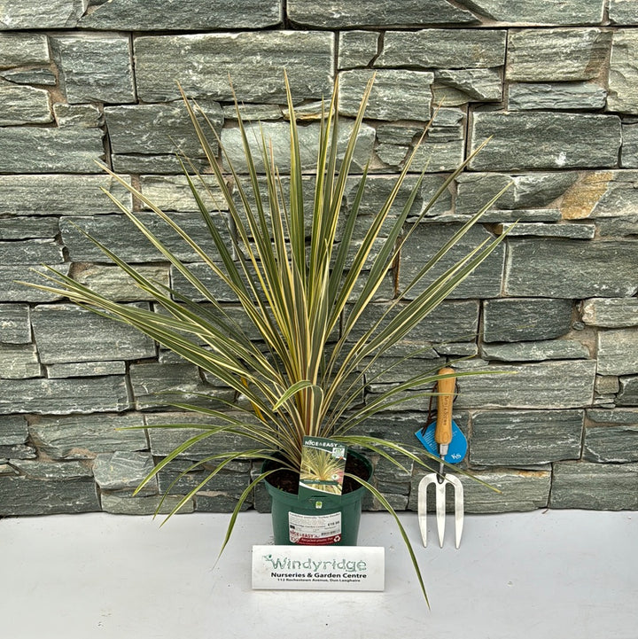 Cordyline australis Torbay Dazzler