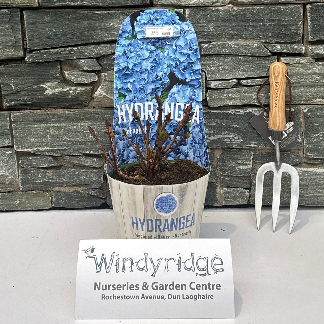 Hydrangea Macr. Blue - Shrubs - Windyridge Garden Centre
