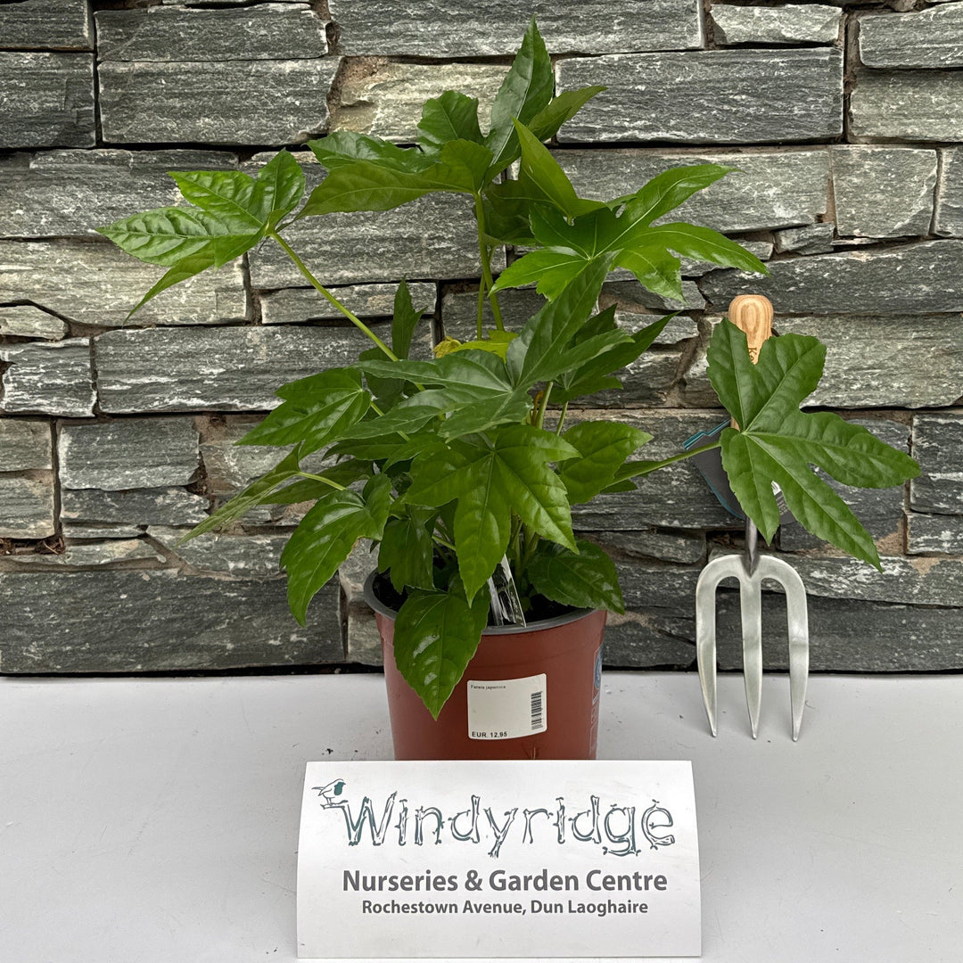 Fatsia Japonica 25-30 Cm. - Shrubs - Windyridge Garden Centre