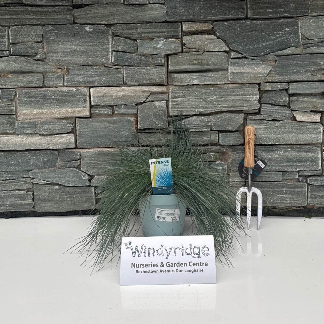 Festuca glauca Intense Blue  2 Ltr pot