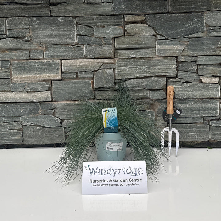 Festuca glauca Intense Blue  2 Ltr pot