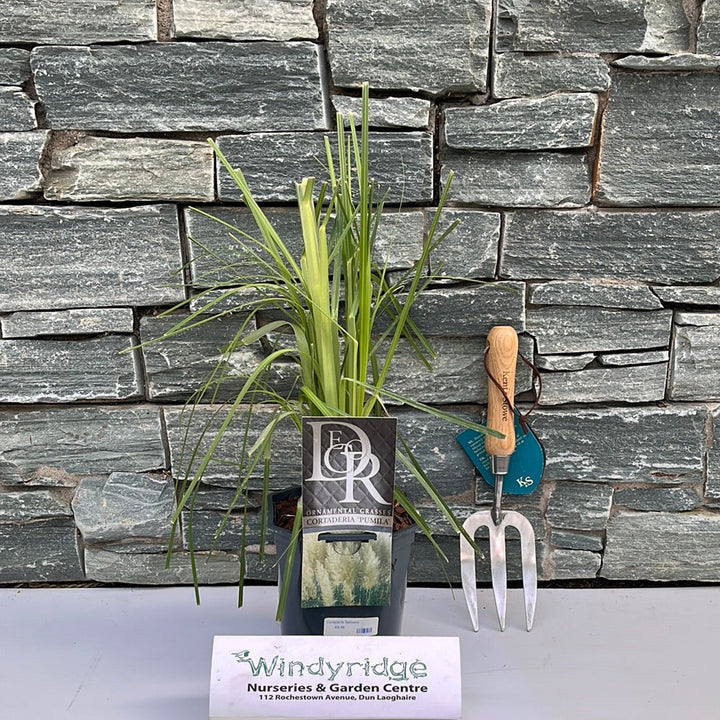 Cortaderia Selleona - Herbaceous - Windyridge Garden Centre