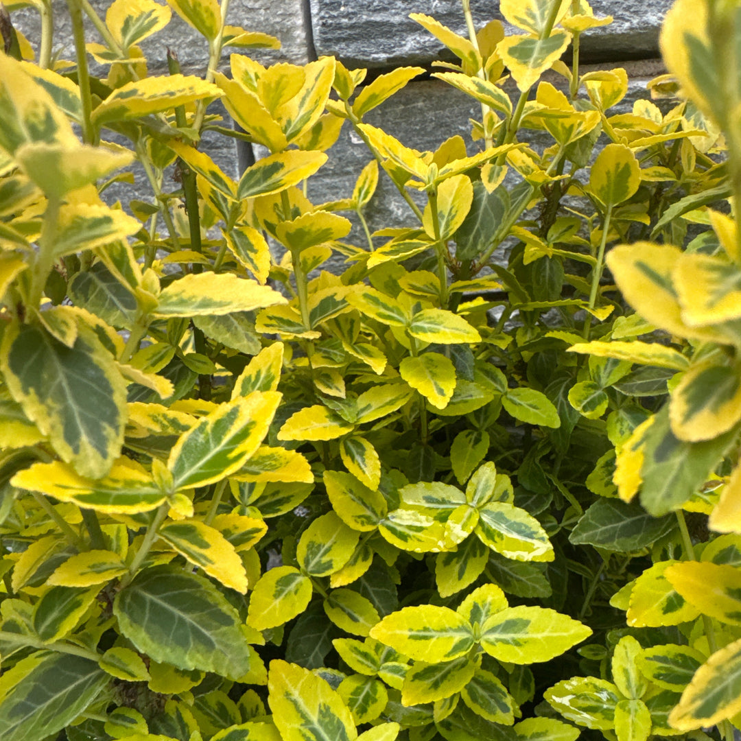 Euonymus fort. Emerald n Gold