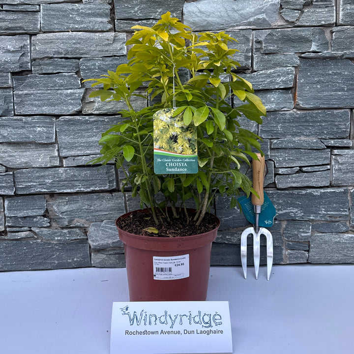 Choisya Ternata Sundance (Lich) - Shrubs - Windyridge Garden Centre