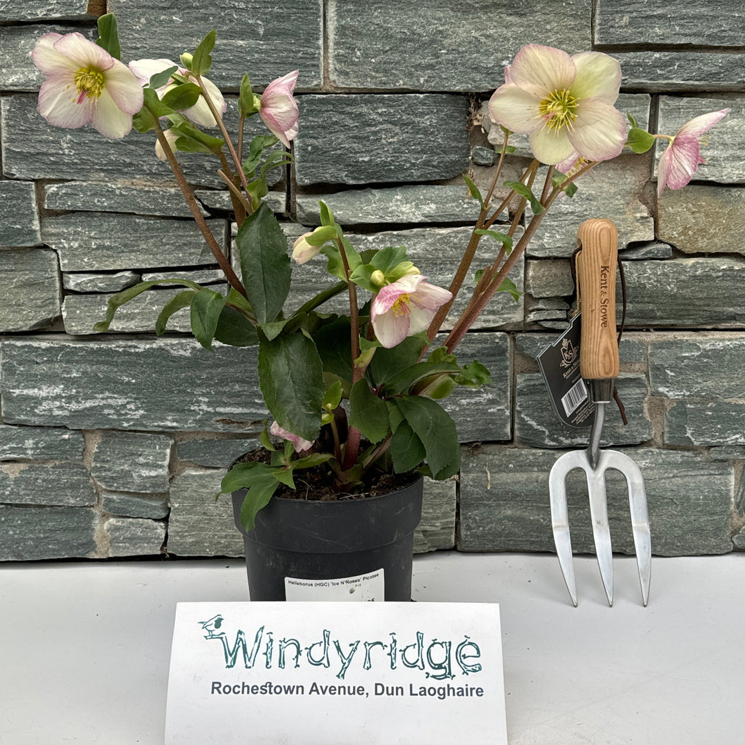 Helleborus (HGC) Ice NRoses Picotee  P15