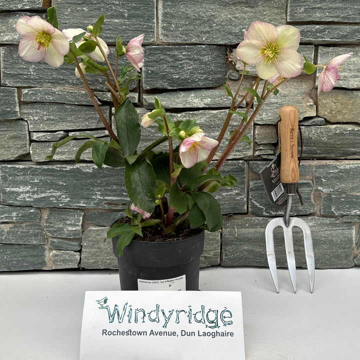 Helleborus (HGC) Ice NRoses Picotee  P15