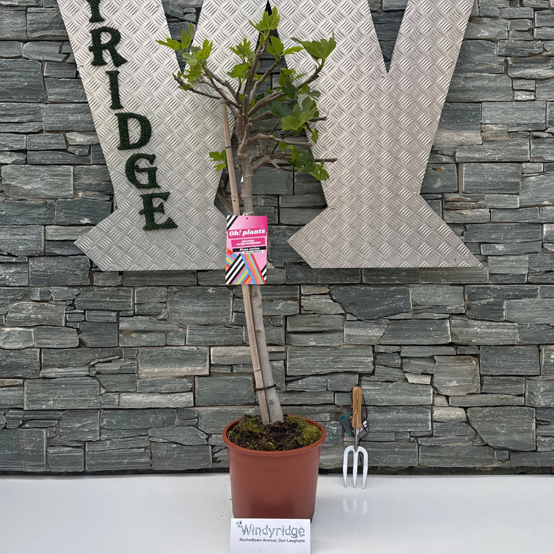 Ficus carica