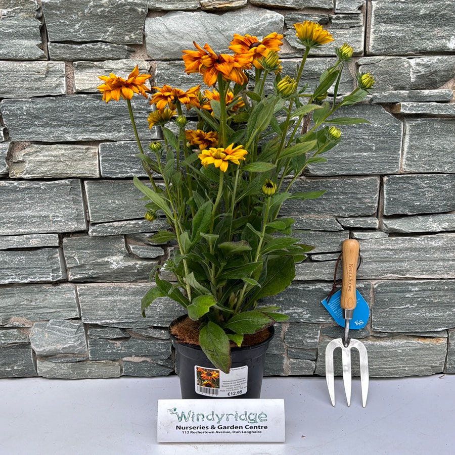 Rudbeckia Summerina Yellow - Herbaceous - Windyridge Garden Centre