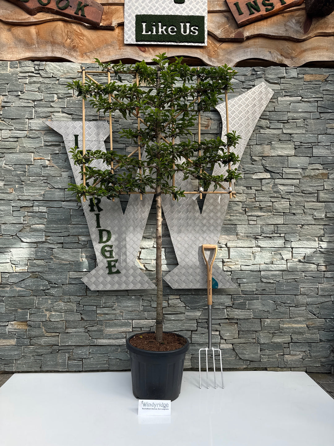 Prunus lusitanica Brenelia C45 Half-stem Pleached 110cm Stem