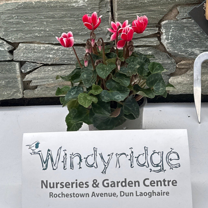 Cyclamen mini White and Red 10.5cm