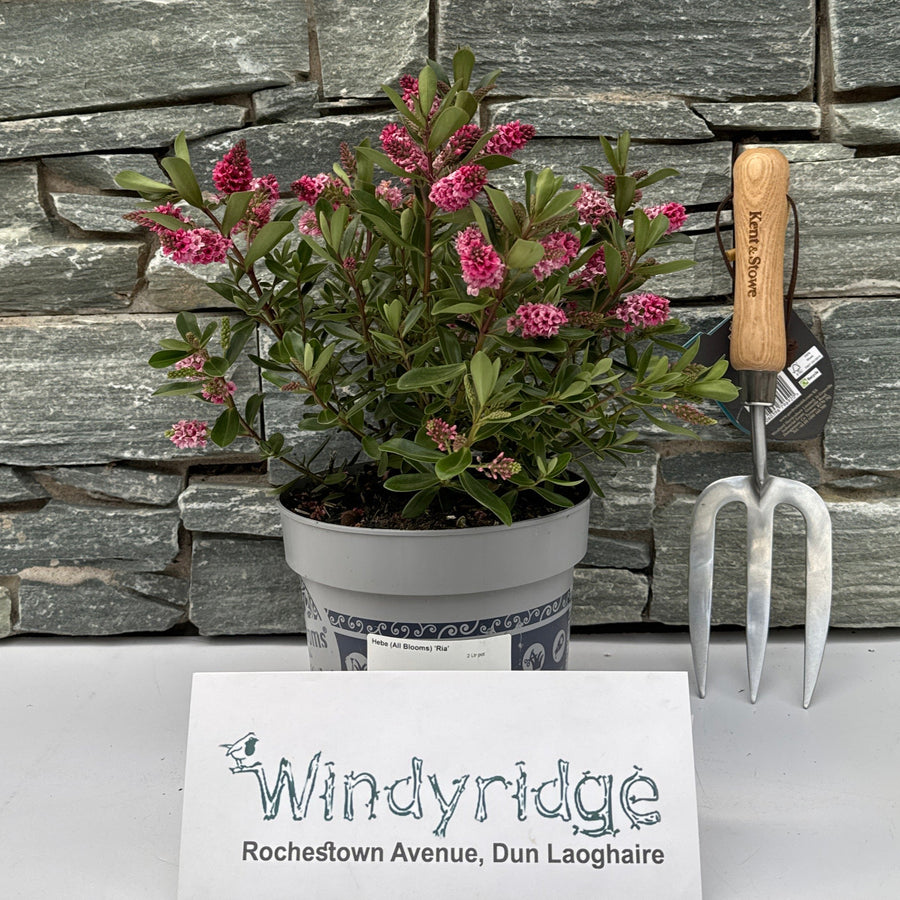 Hebe All Blooms Ria  2 Ltr Pot - Shrubs - Windyridge Garden Centre