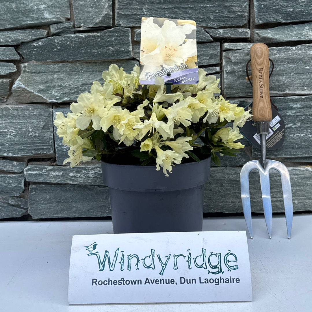 Rhododendron Golden Wonder
